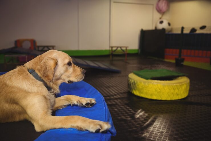 Doggy Day Care at Tortoise Houses Brighton